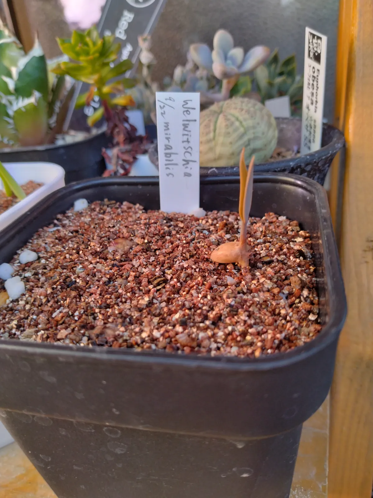 Welwitschia mirabilis ([無料種子/発芽難ロット] ウェルウィッチア ミラビリス 奇想天外)