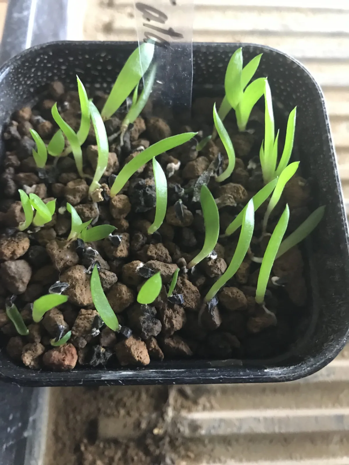 Aloe spectabilis (アロエ スペクタビリス)