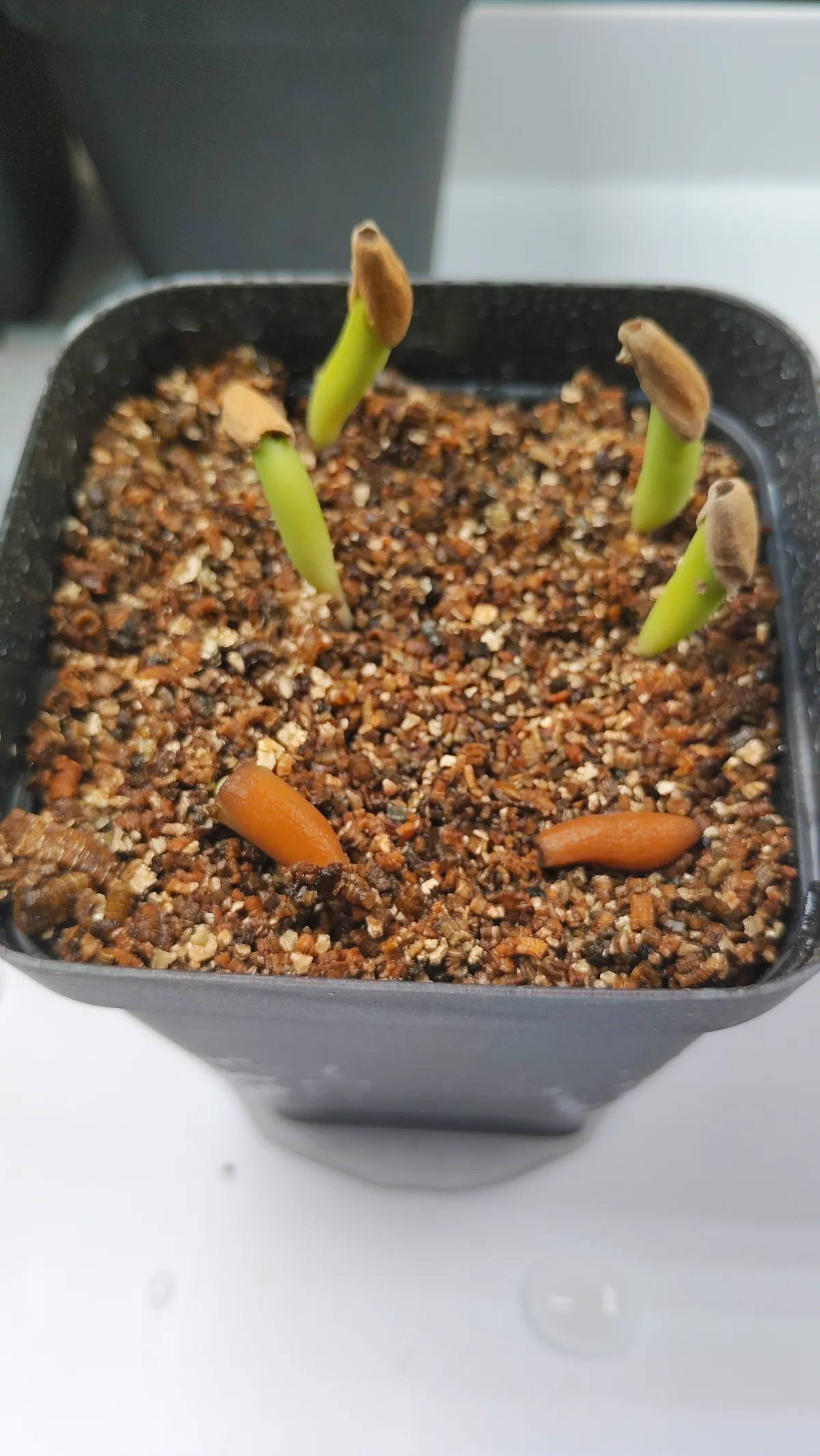 KHZ Adenium thai socotranum KHZ (アデニウム タイ ソコトラナム)