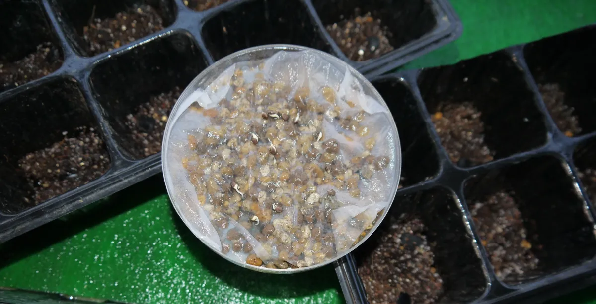 Euphorbia stenoclada (ユーフォルビア ステノクラーダ)
