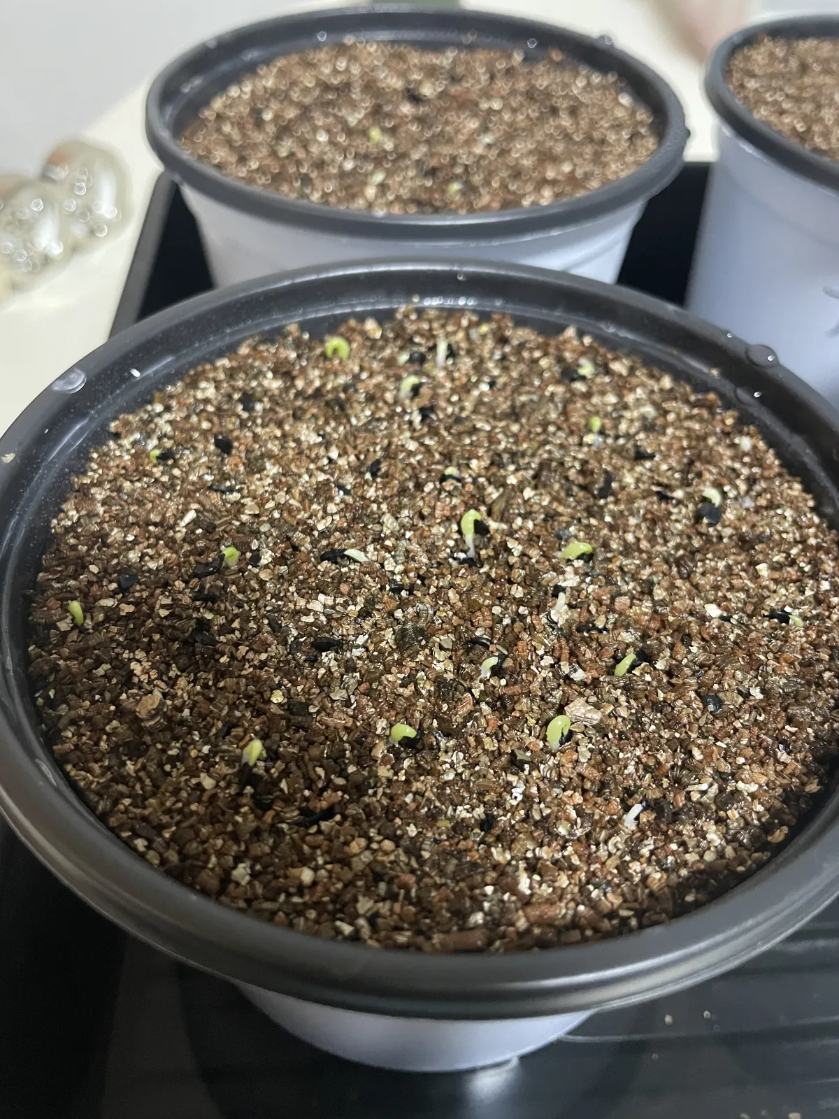 Agave oteroi Lot. (アガベ オテロイ)