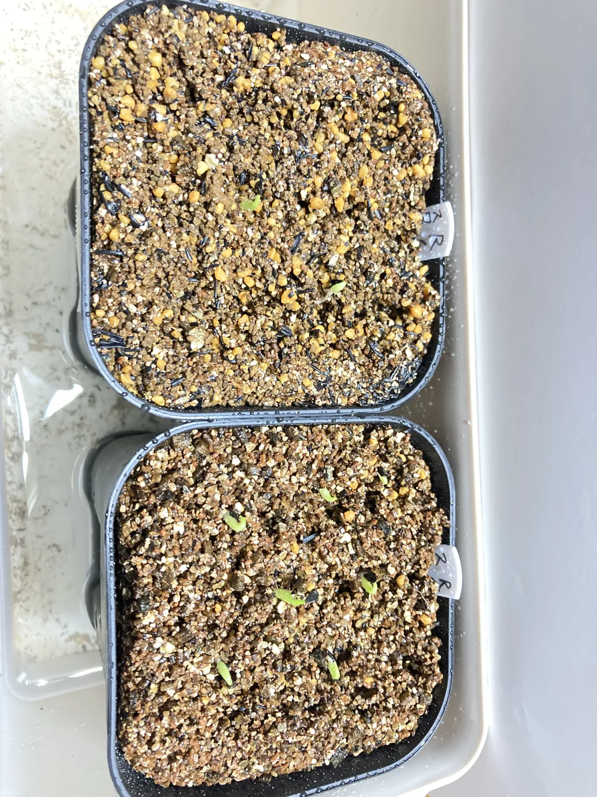 Agave victoriae-reginae ssp. swobodae (アガベ スワボダエ コンパクタ)