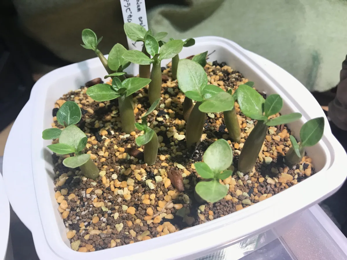 Adenium arabicum Yemen (アデニウム アラビカム イエメン)
