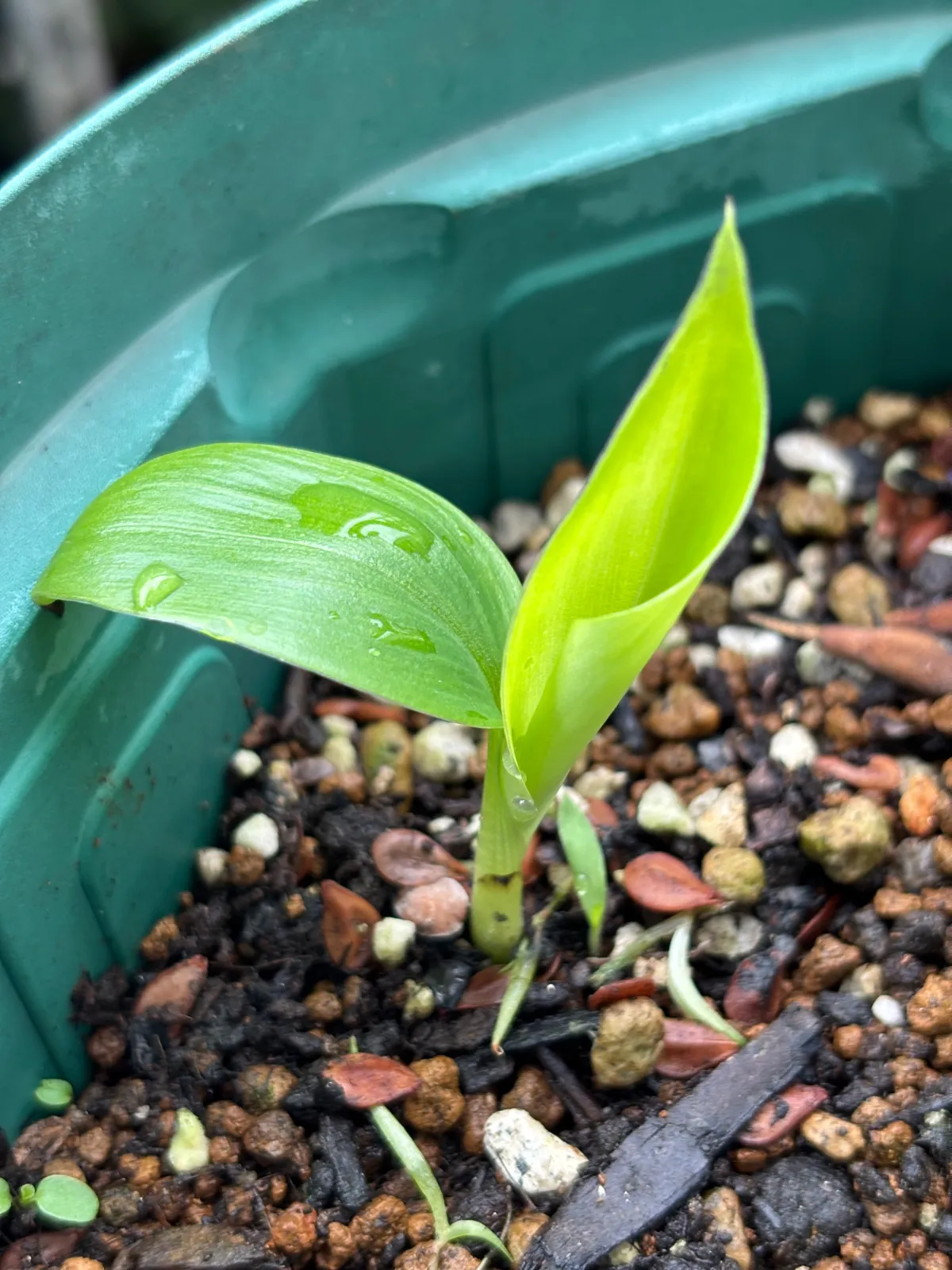 Musa sikkimensis (バナナ シッキメンシス レッドタイガー)