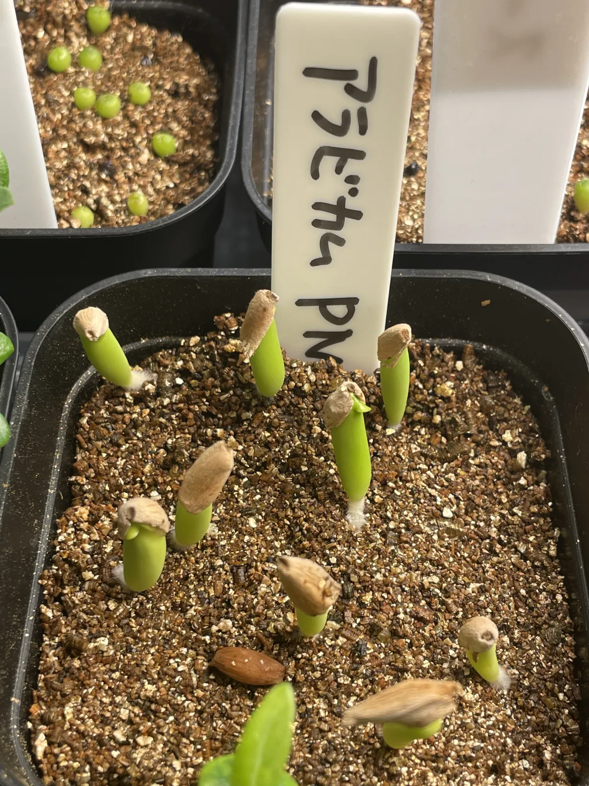 PNW Adenium arabicum phet na wang (アデニウム アラビカム)