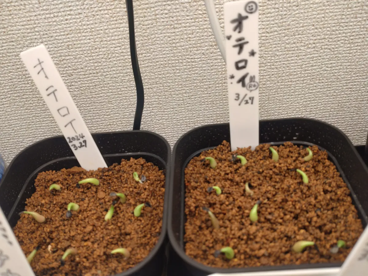 Agave oteroi Lot. (アガベ オテロイ)