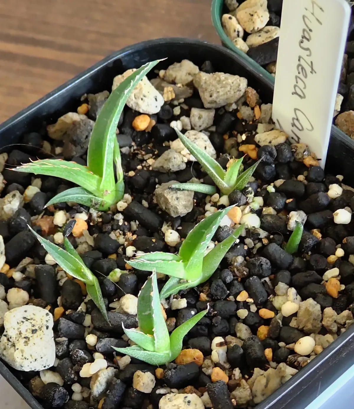 Agave victoriae-reginae Huasteca Canyon (アガベ フアステカキャニオン)