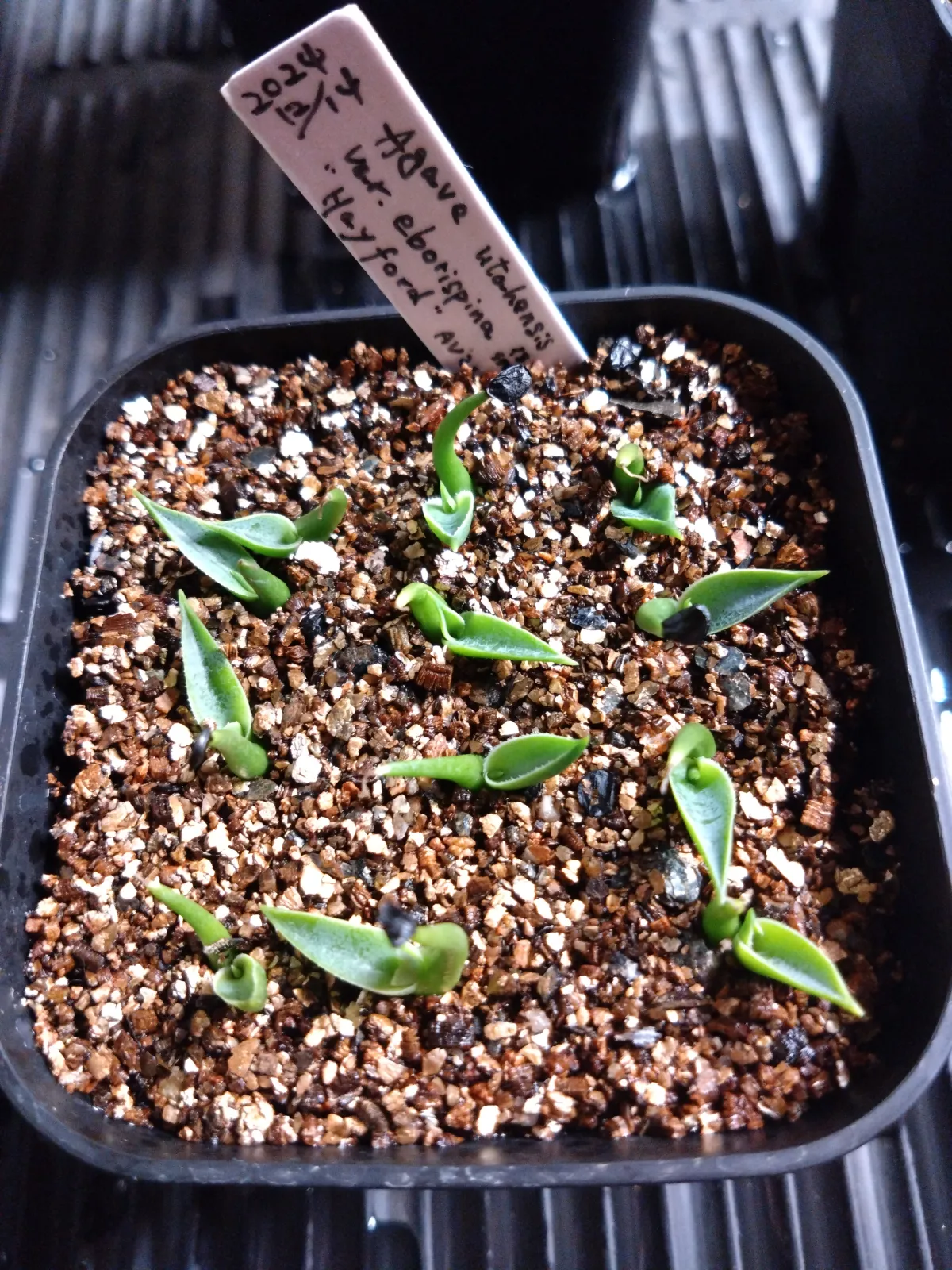 Agave utahensis var. eborispina (アガベ エボリスピナ ヘイフォード)