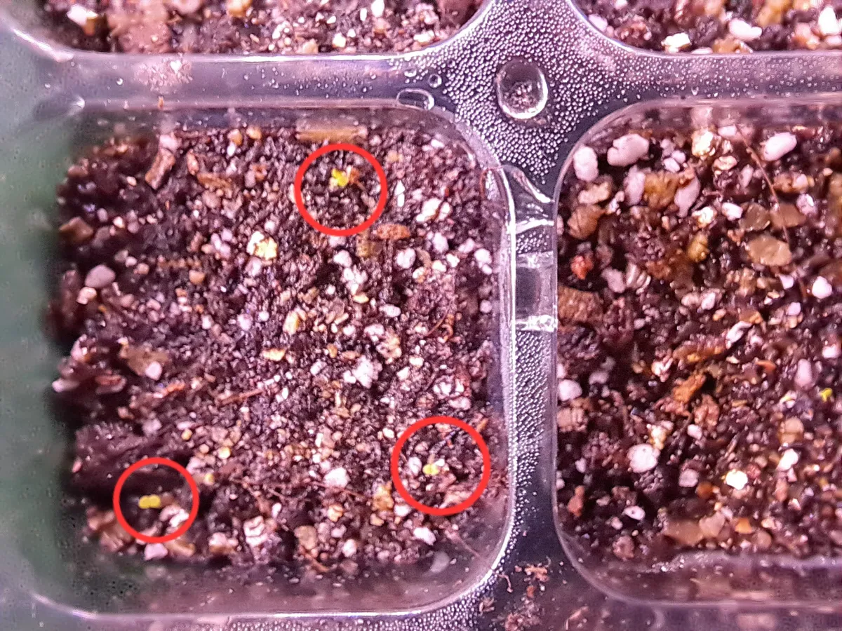Echeveria cante (エケベリア カンテ)