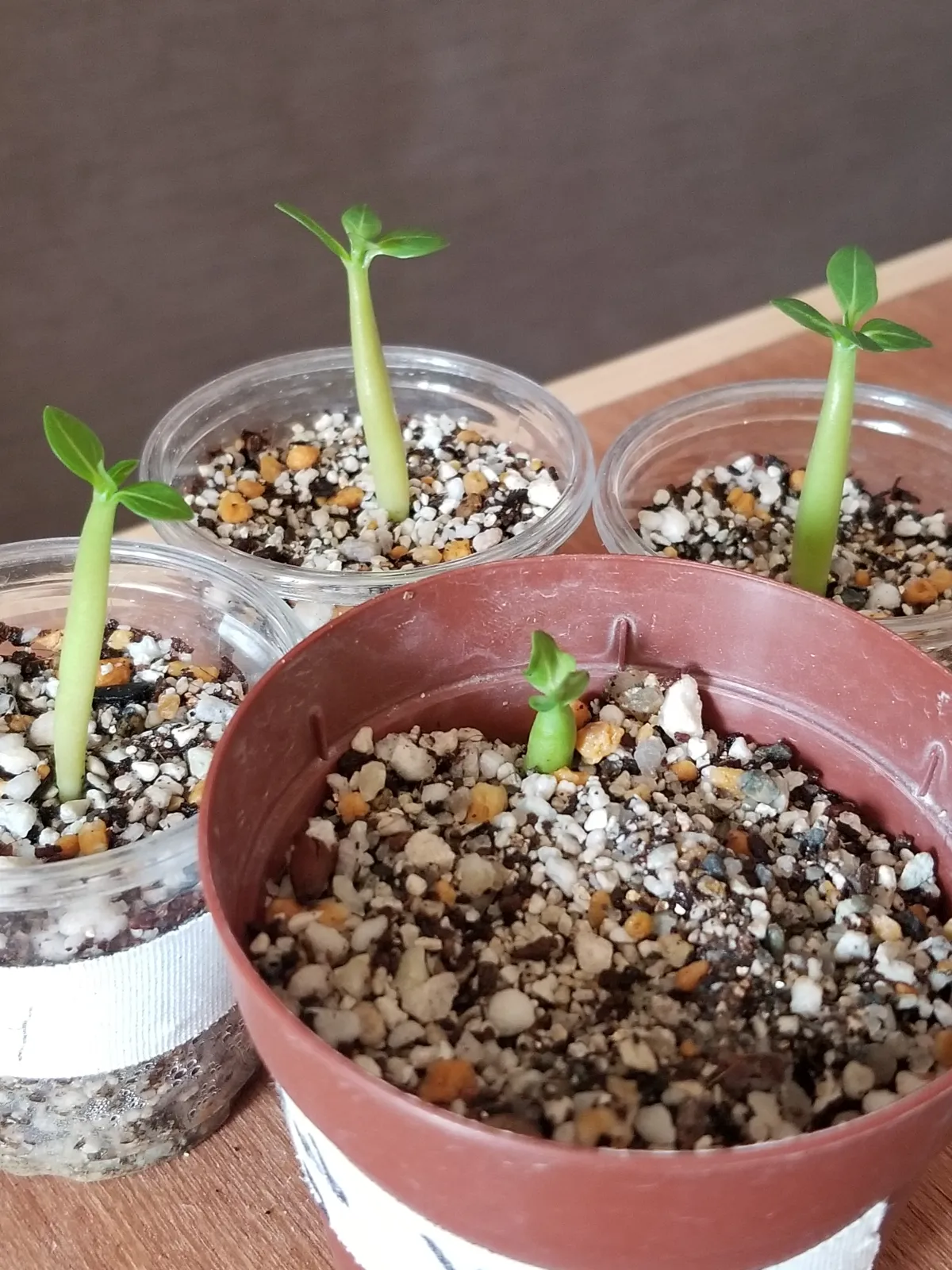 Adenium arabicum Yemen (アデニウム アラビカム イエメン)