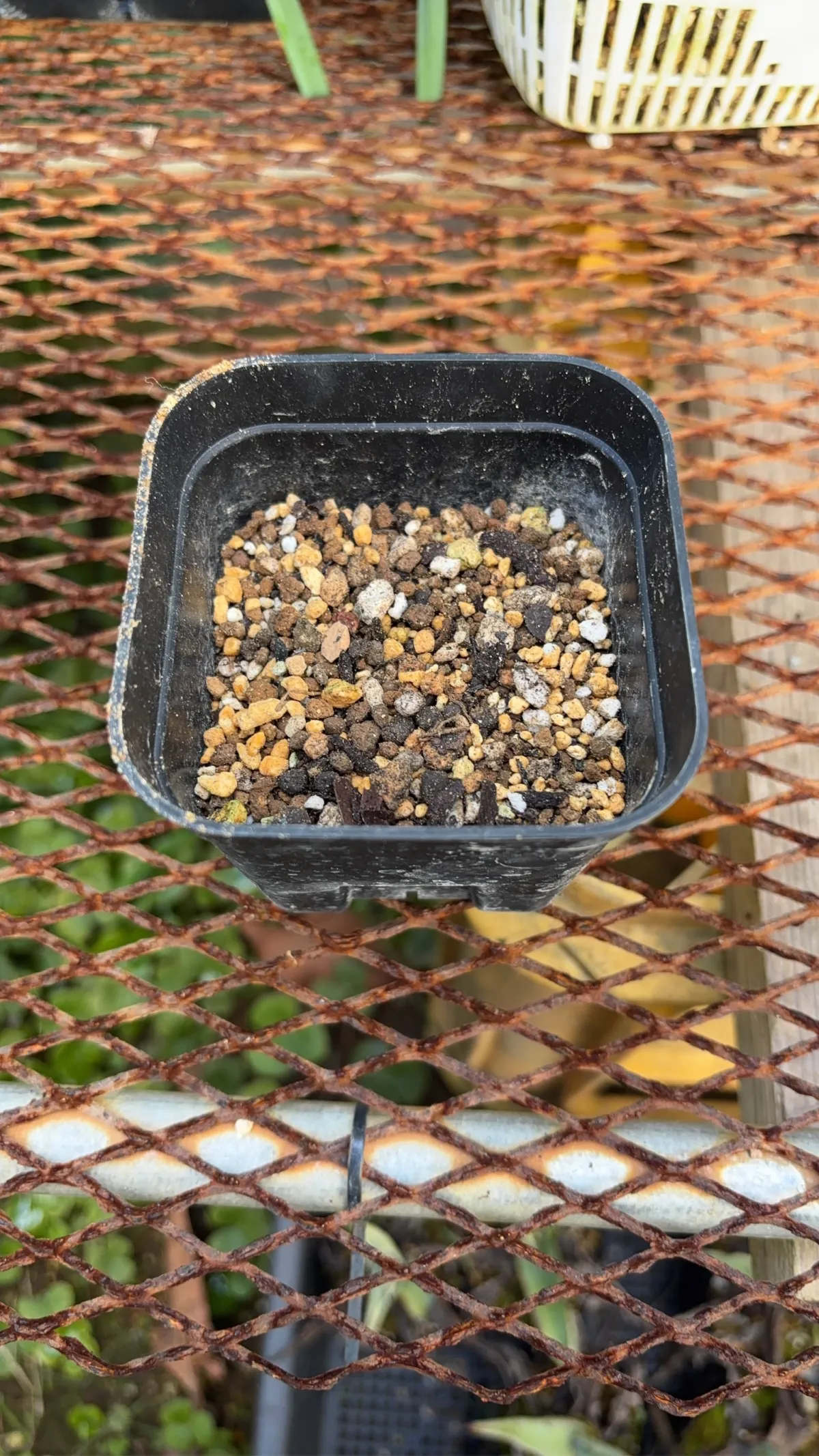 PNW Adenium arabicum phet na wang (アデニウム アラビカム)
