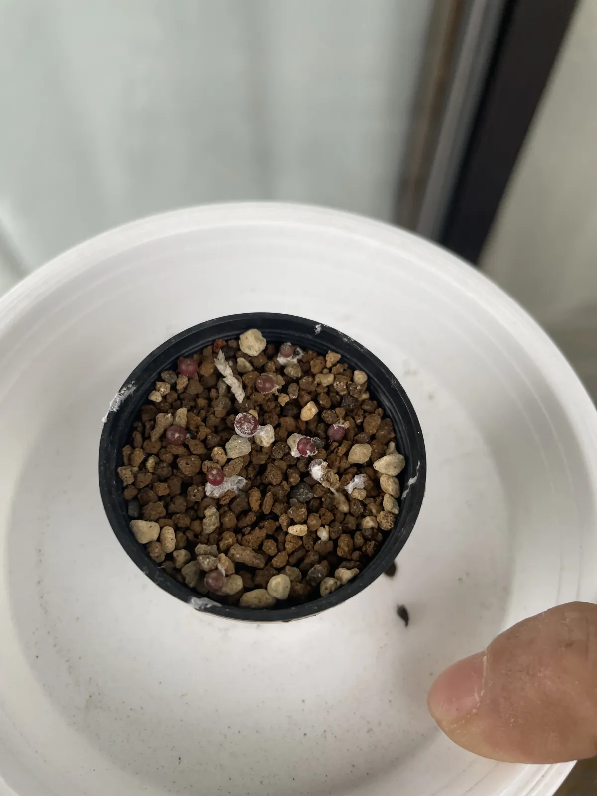 Echinofossulocactus zacatecasensis (エキノフォスロカクタス ザカテカセンシス)