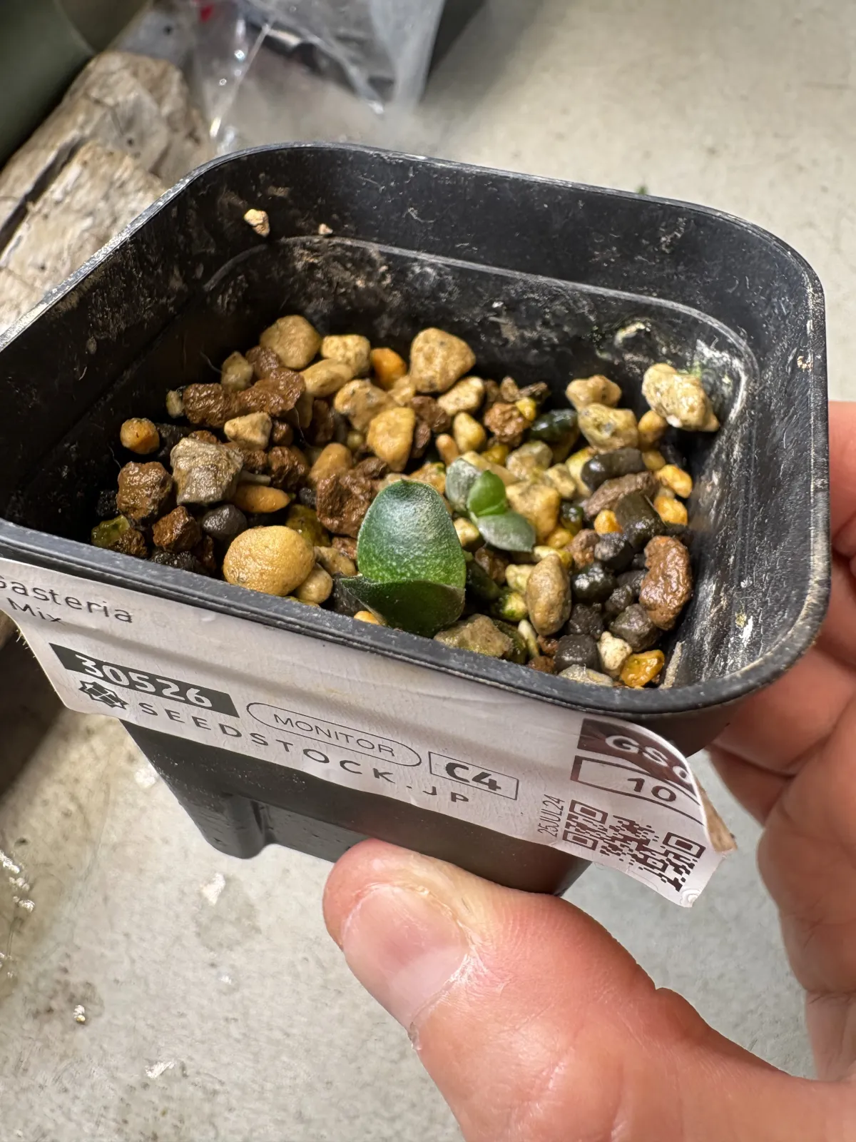 Gasteria Mix (ガステリア ミックス)
