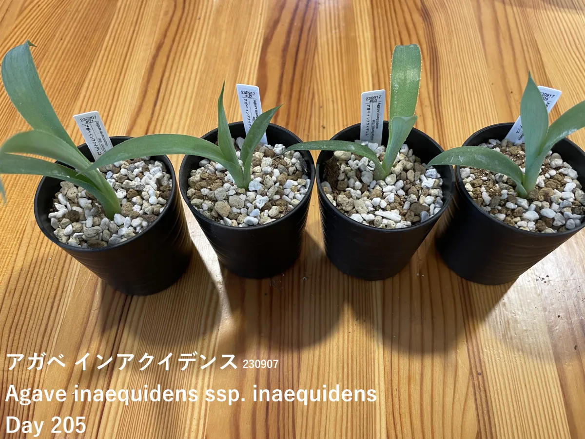 Agave inaequidens ssp. inaequidens (アガベ インアクイデンス)