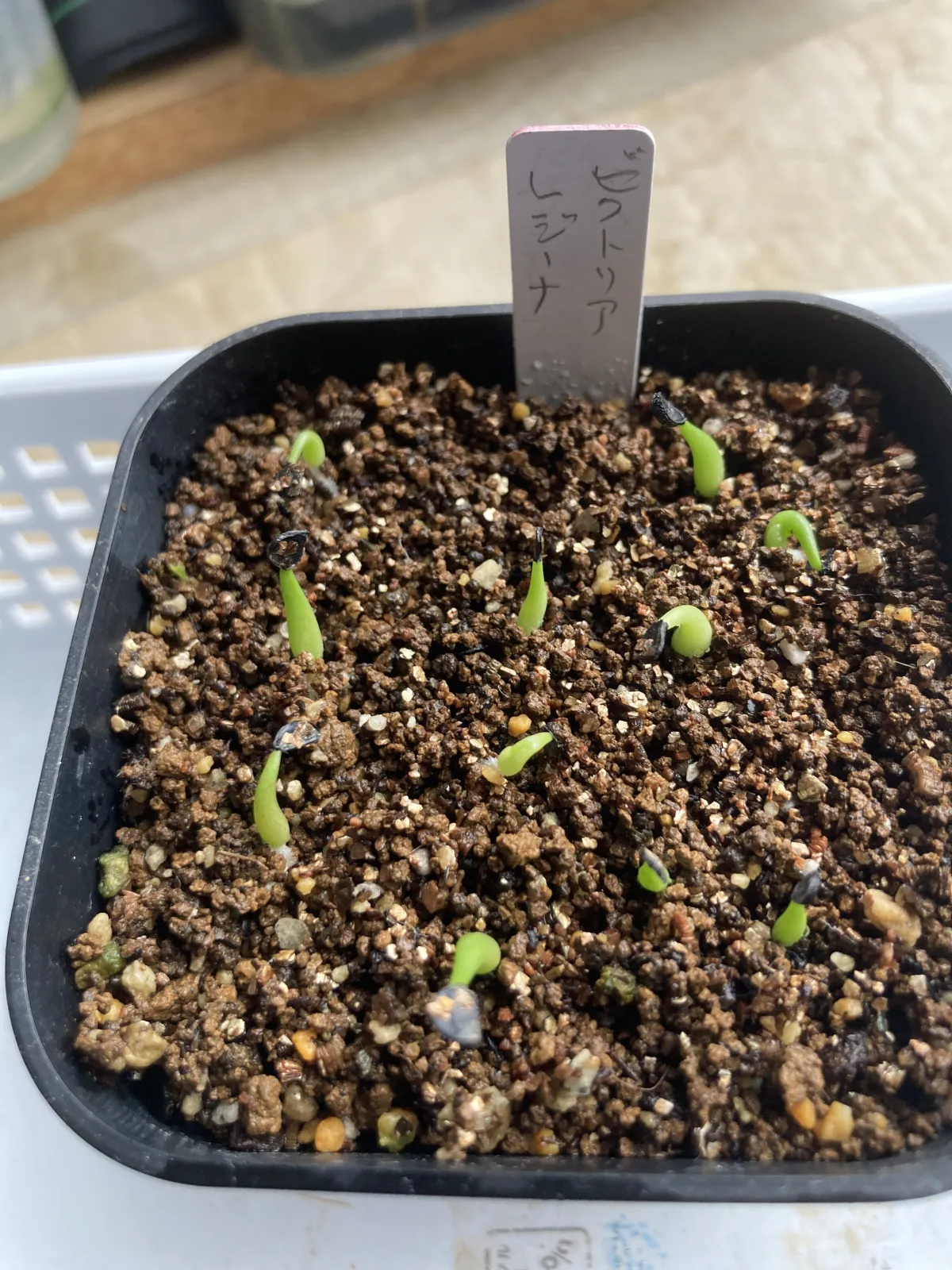 Agave victoriae-reginae ssp. victoriae-reginae (アガベ ビクトリアレジーナエ 笹の雪)