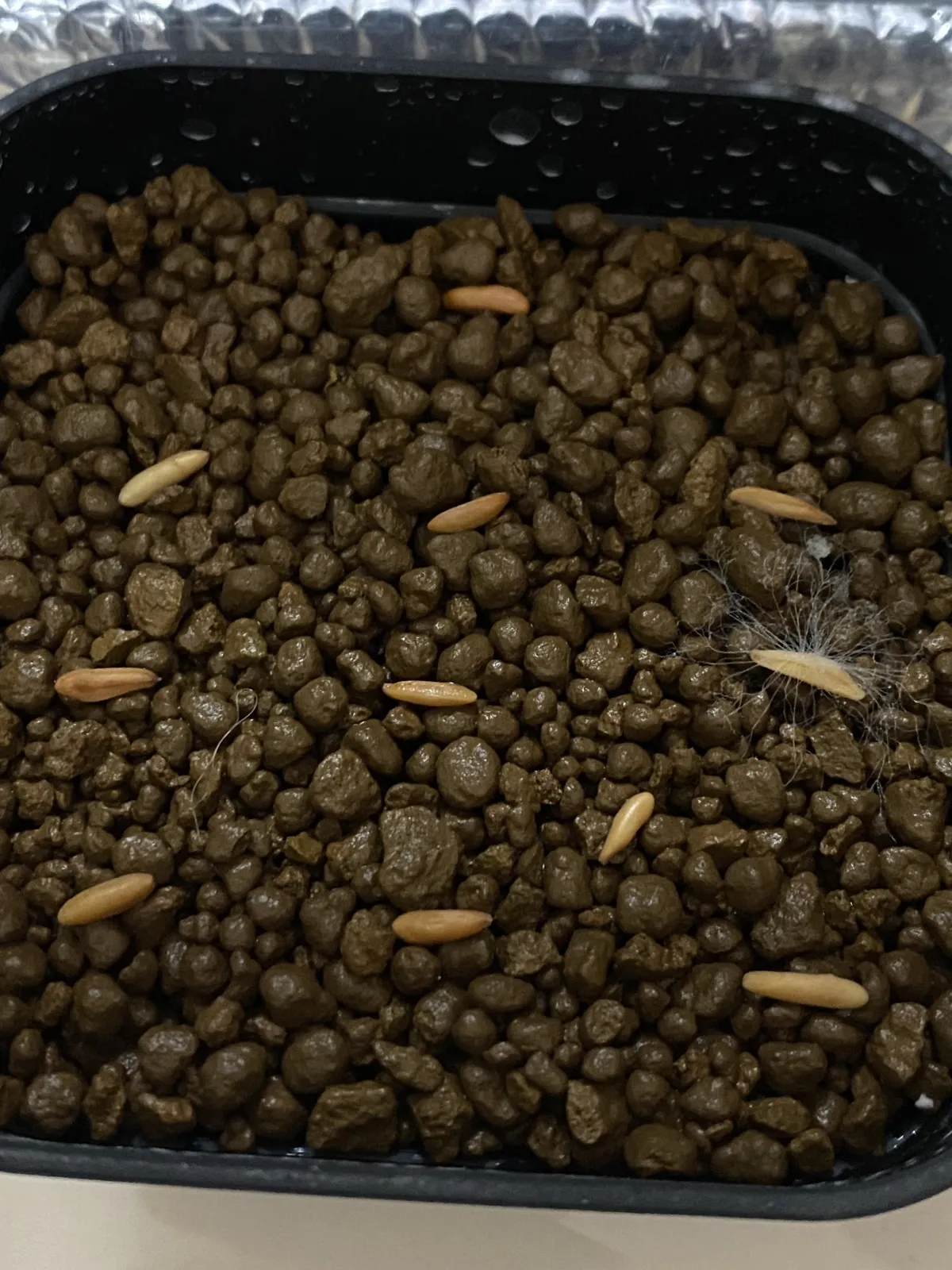 Pachypodium rosulatum var. gracilius ([無料種子] 発芽難 パキポディウム グラキリス　)