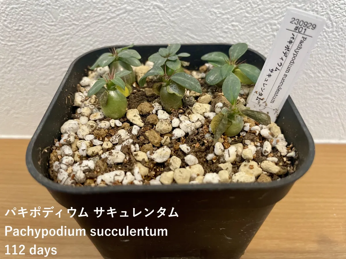 Pachypodium succulentum (パキポディウム サキュレンタム)