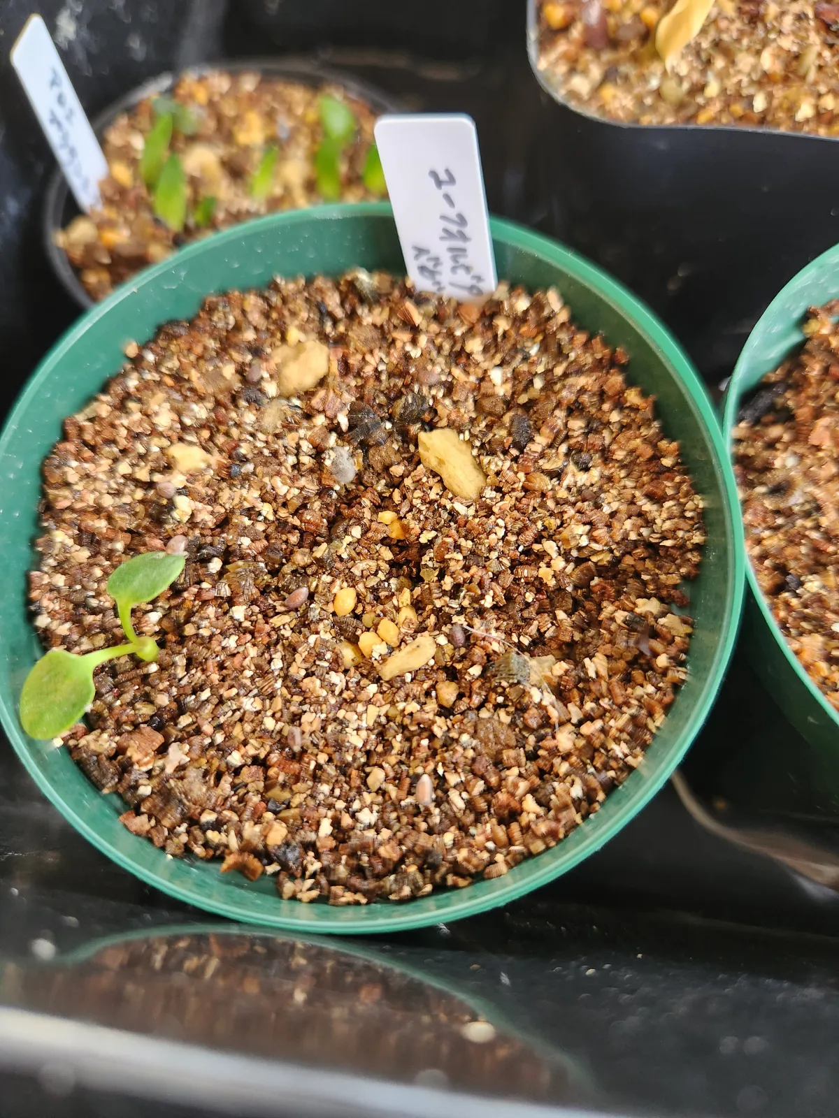 Euphorbia begardii (ユーフォルビア ベガルディ)