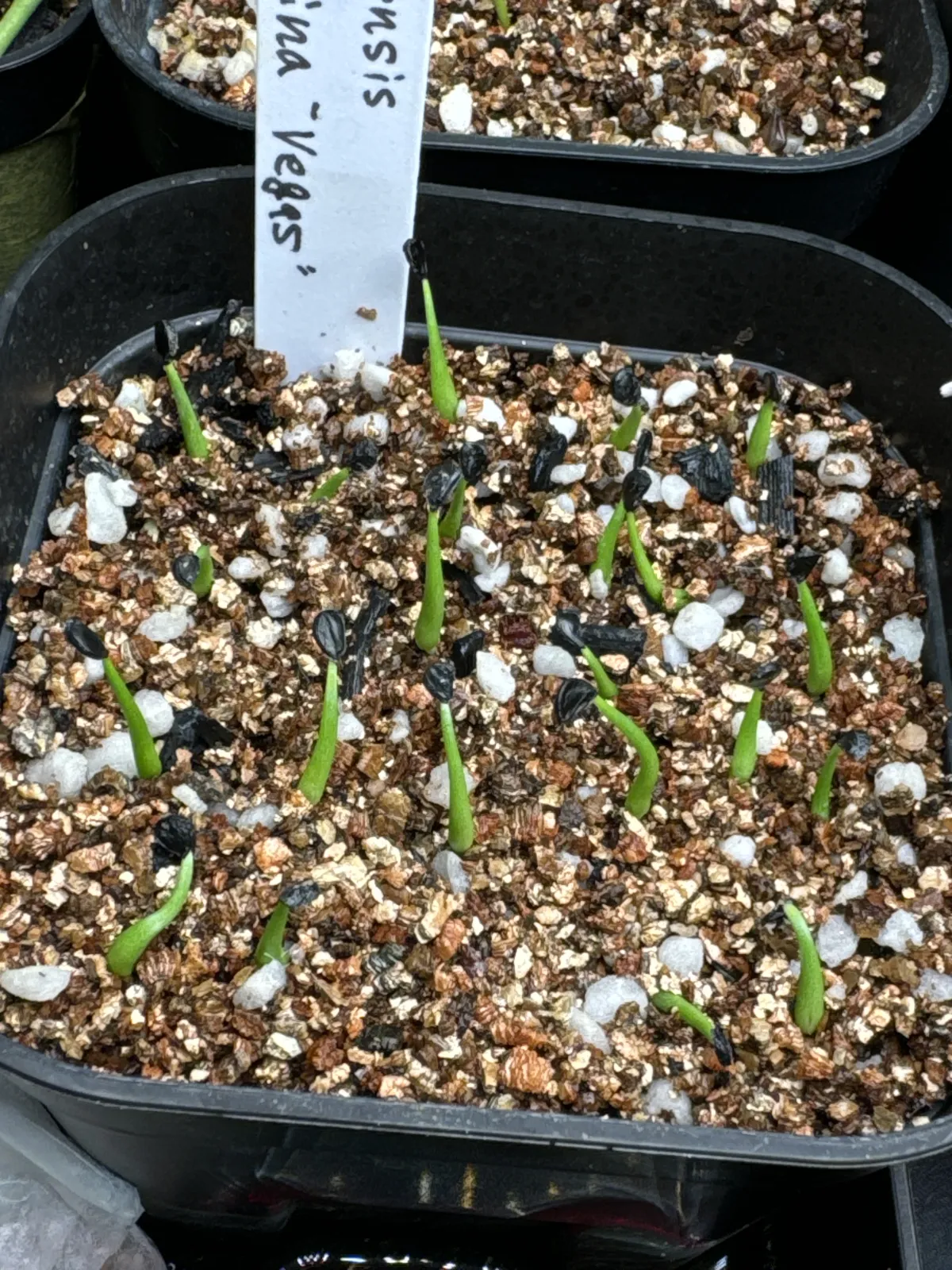 Agave utahensis var. eborispina Vegas (アガベ エボリスピナ ヴェガス)