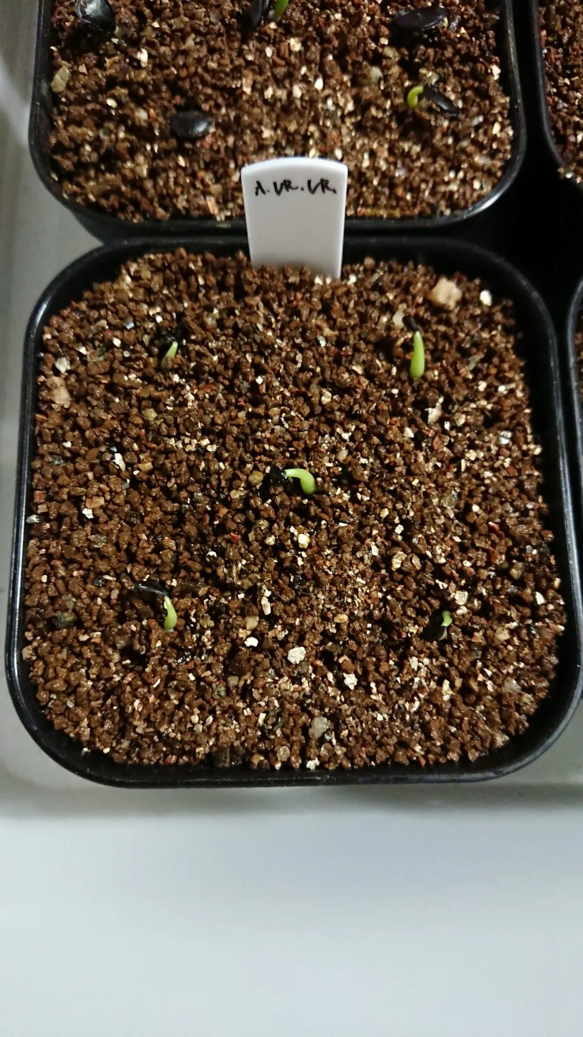 Agave victoriae-reginae ssp. victoriae-reginae (アガベ ビクトリアレジーナエ 笹の雪)