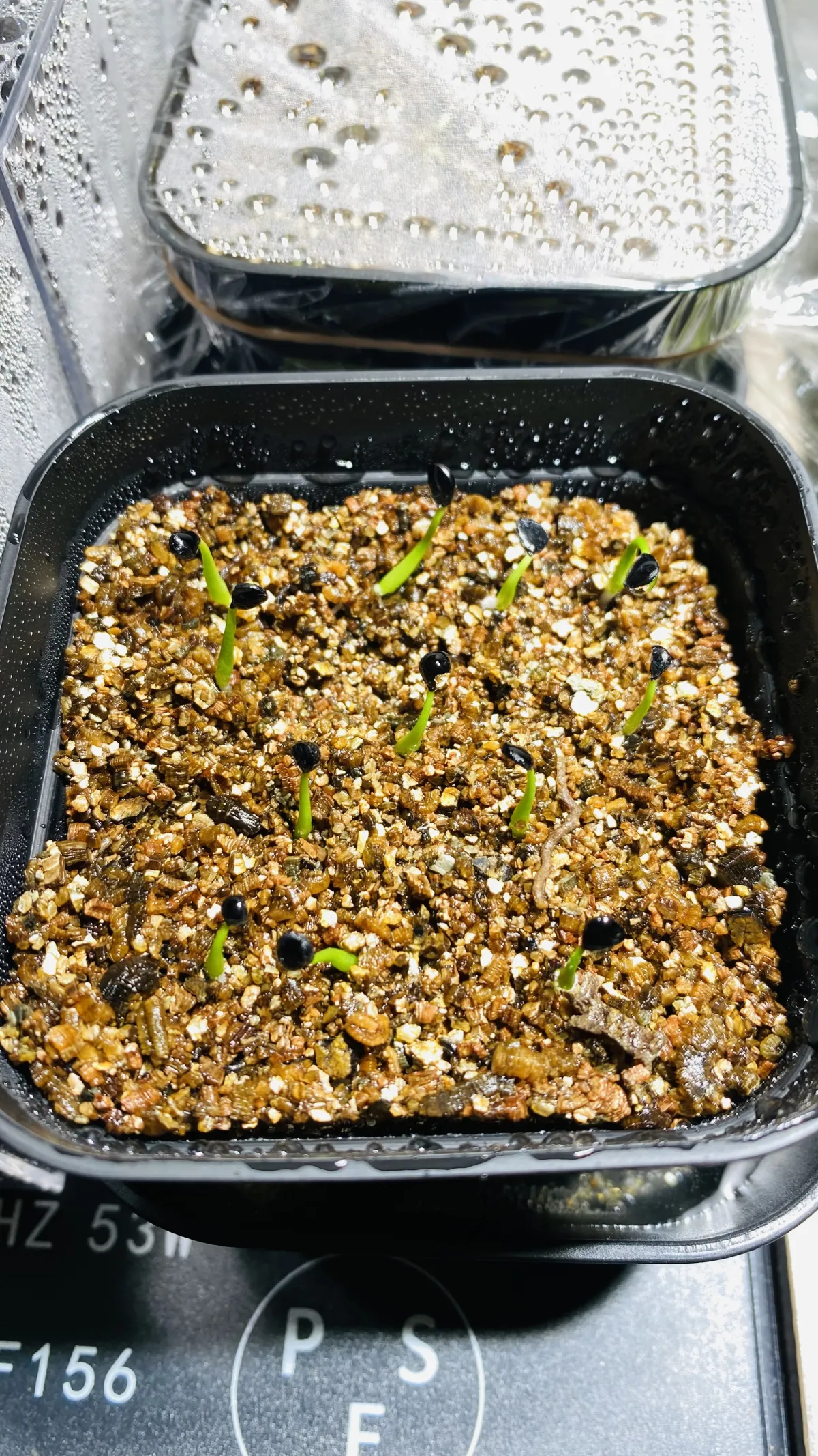 Agave utahensis var. eborispina Vegas (アガベ エボリスピナ ヴェガス)