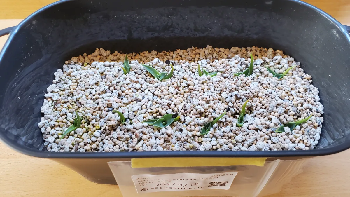 Agave utahensis var. eborispina (アガベ エボリスピナ ヘイフォード)