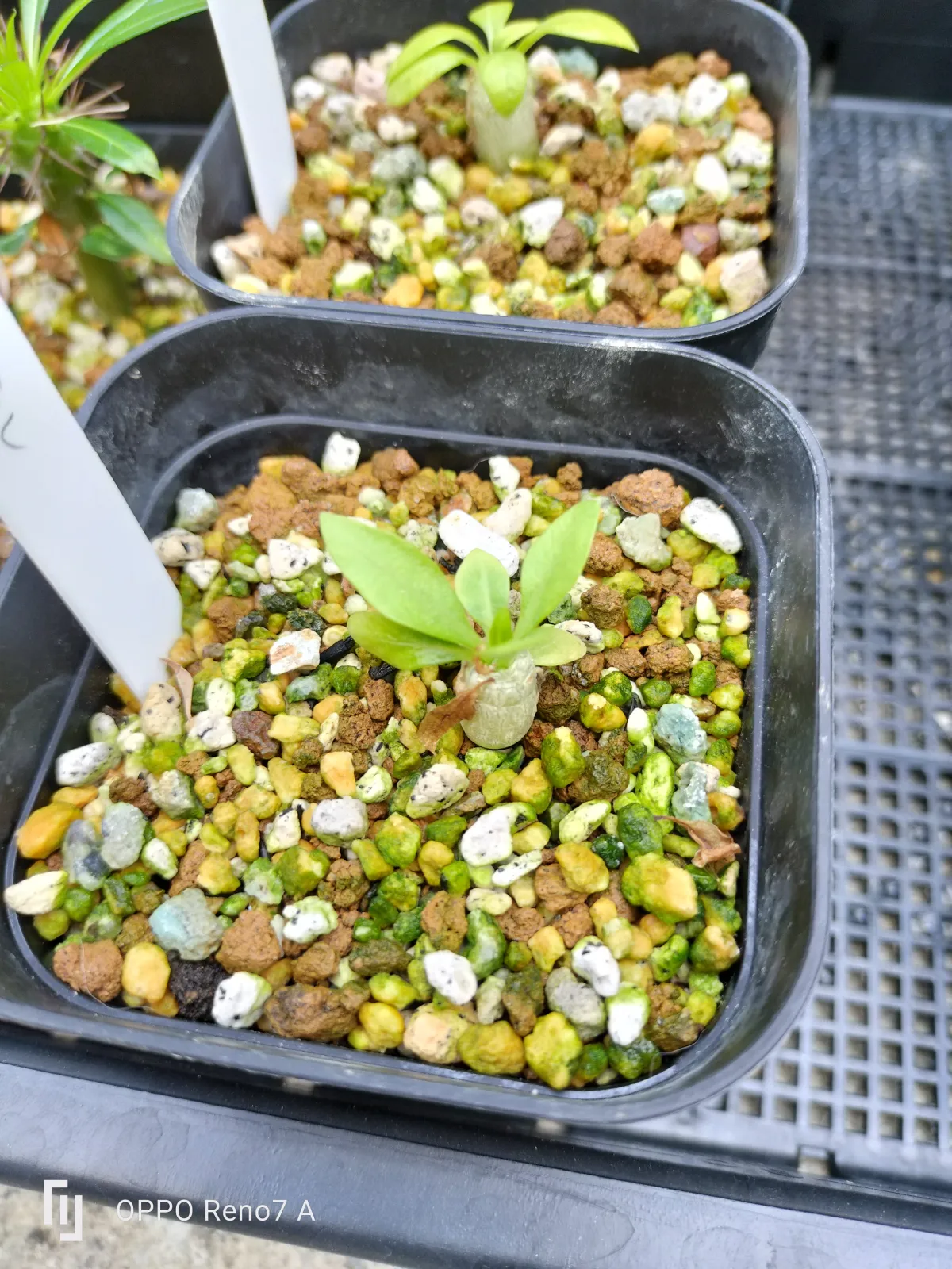 Pachypodium brevicaule ssp. brevicaule (パキポディウム ブレビカウレ)
