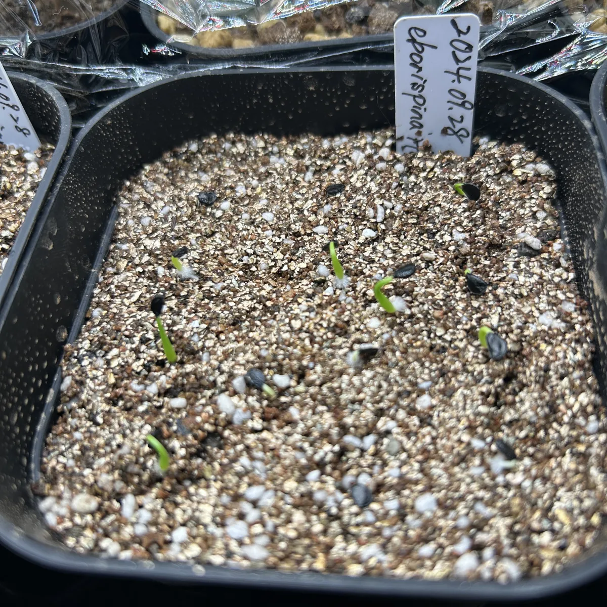 Agave utahensis var. eborispina (アガベ エボリスピナ ヘイフォード)