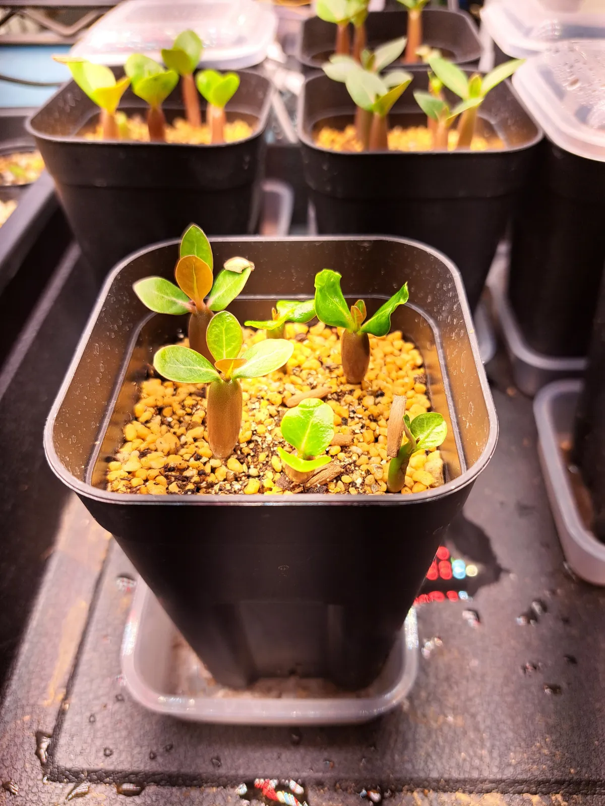 Adenium somalens (アデニウム ソマレンセ)