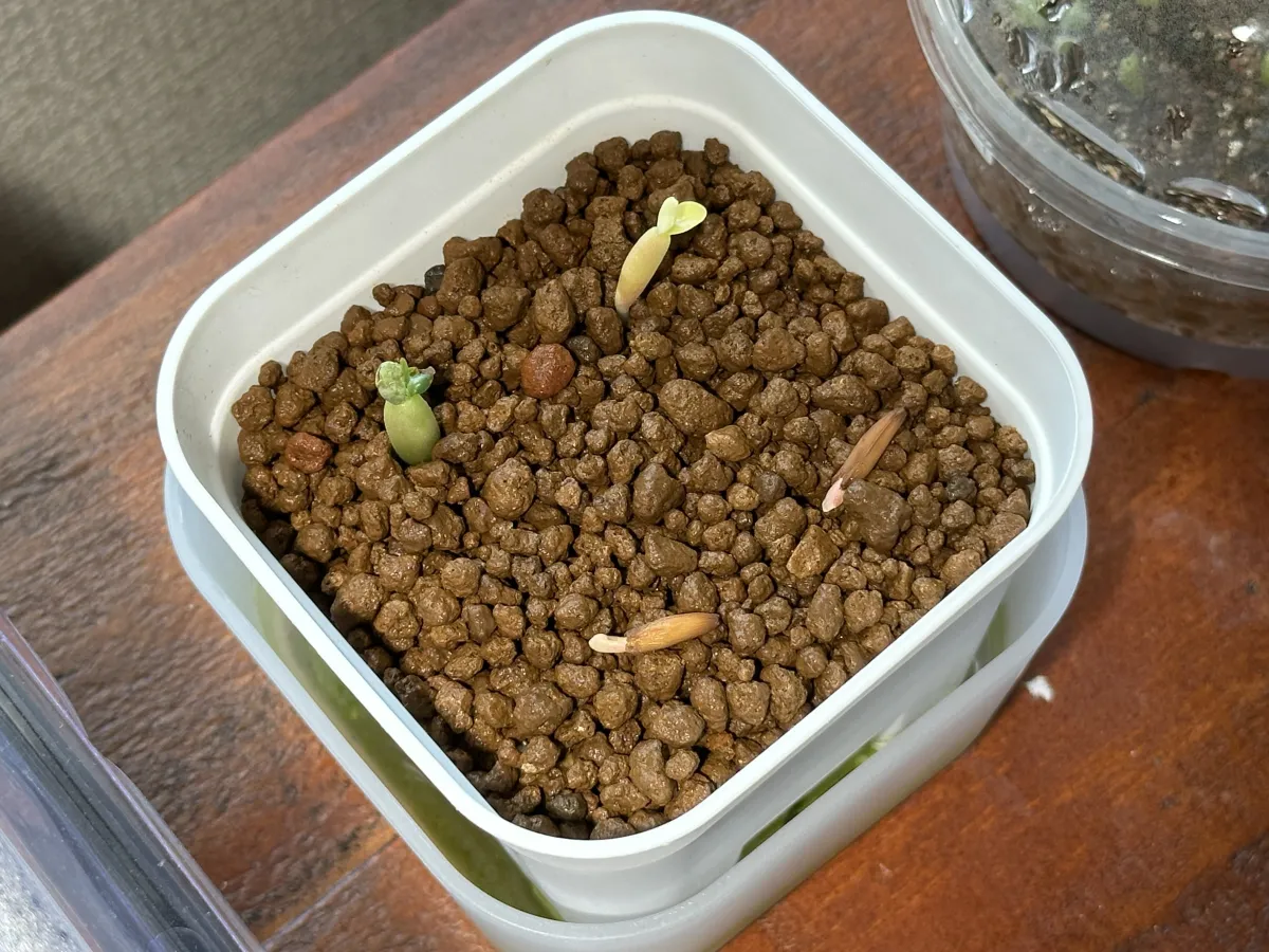 Adenium obesum (アデニウム ドーセットホーン)