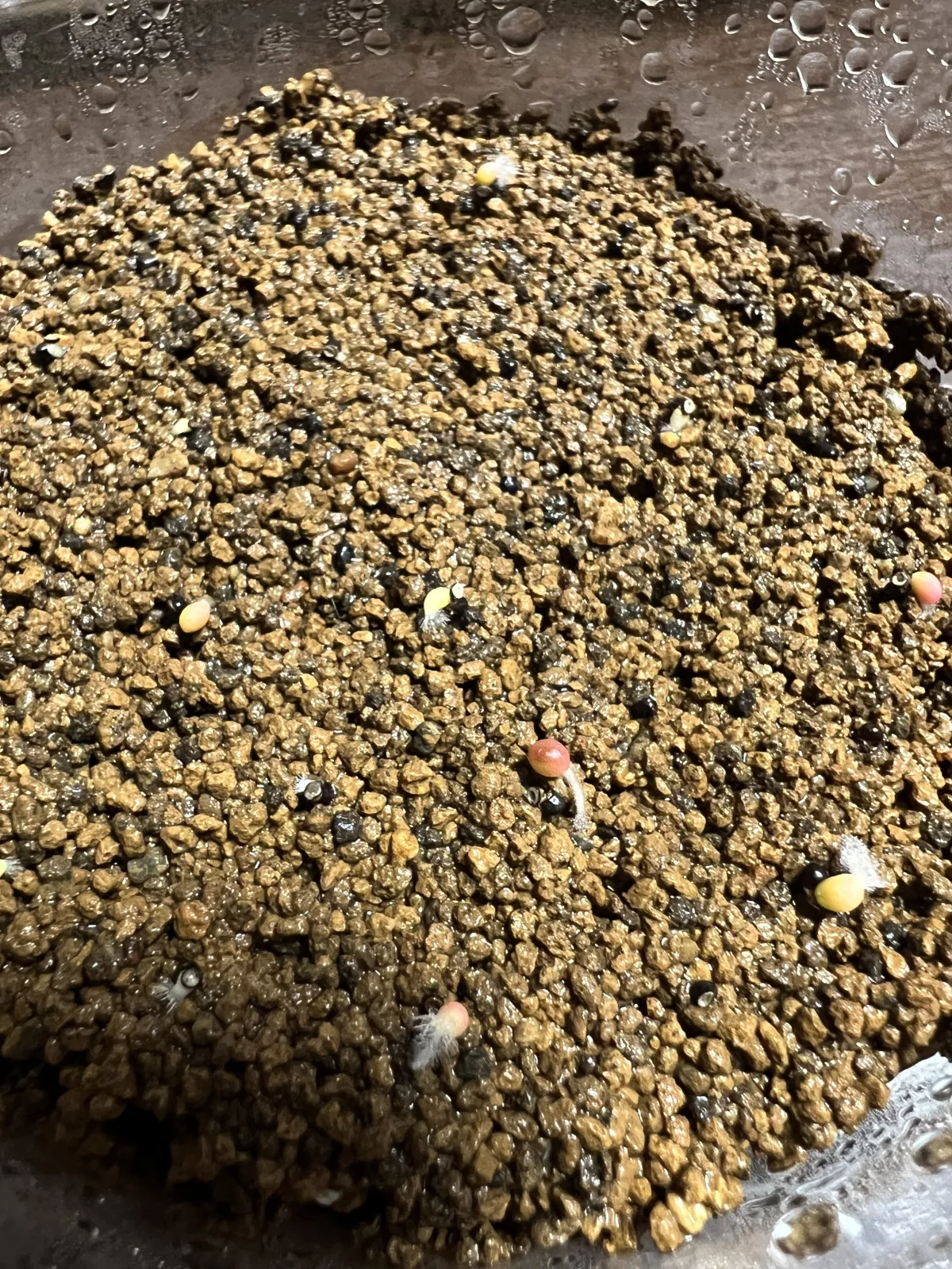 Echinofossulocactus zacatecasensis (エキノフォスロカクタス ザカテカセンシス)