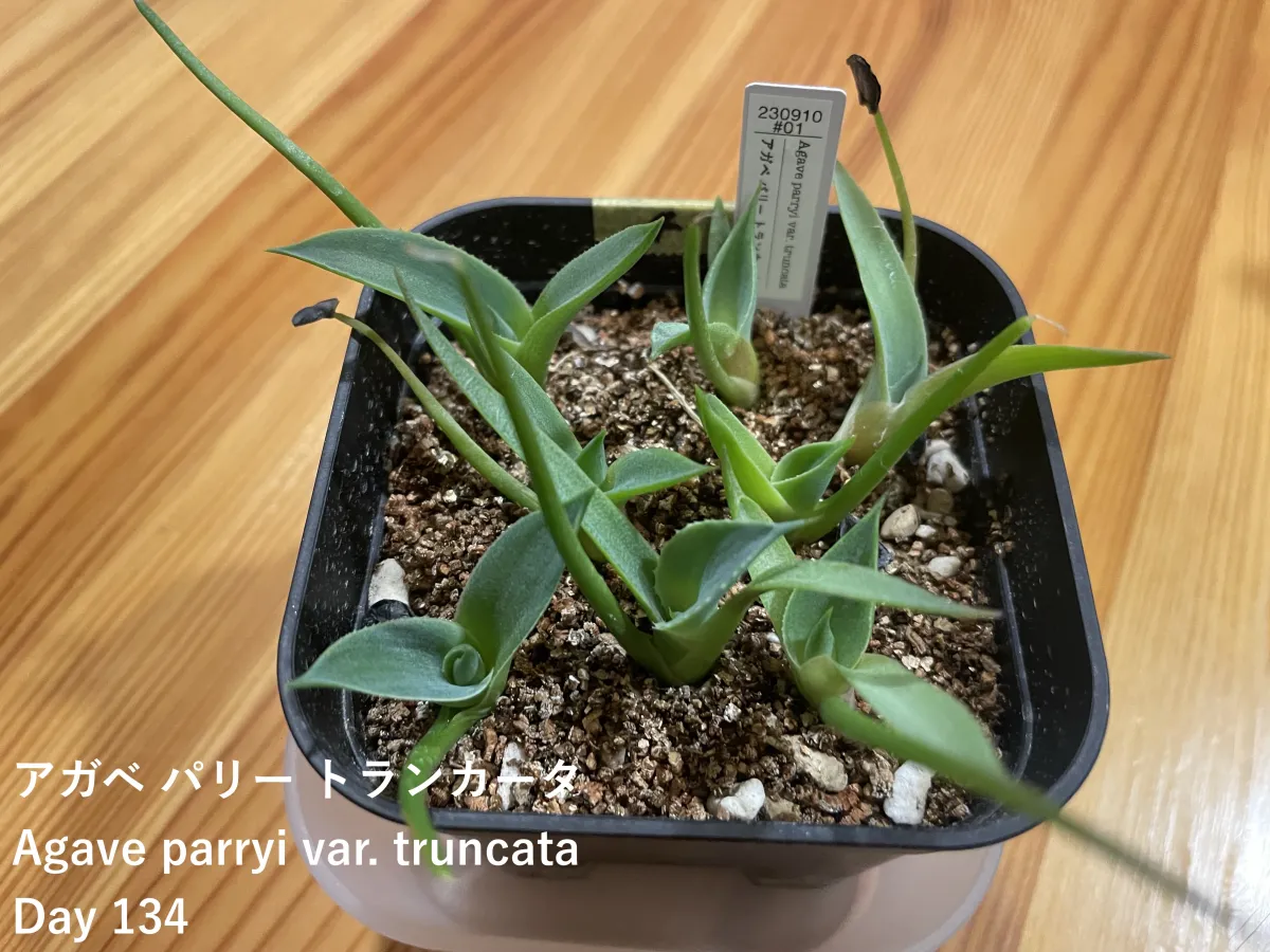 Agave parryi var. truncata (アガベ パリー トランカータ)