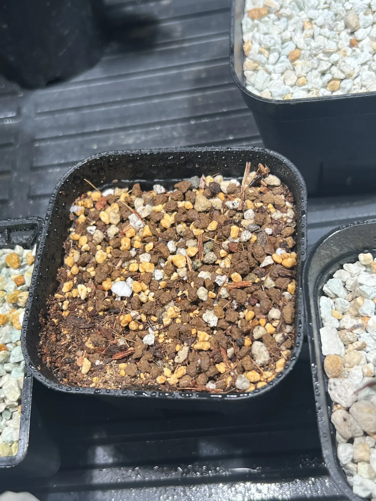 Pachypodium rosulatum var. gracilius ([無料種子] 発芽難 パキポディウム グラキリス　)