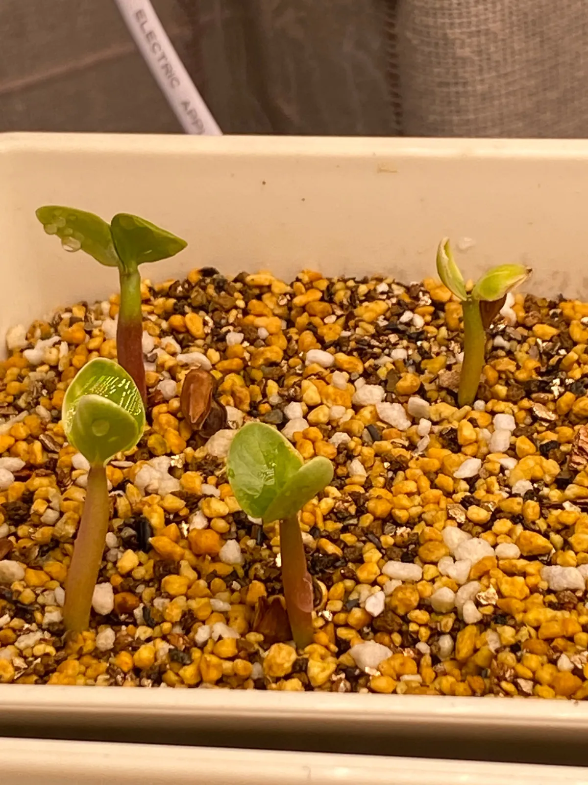 Pachypodium saundersii (パキポディウム サンデルシー)