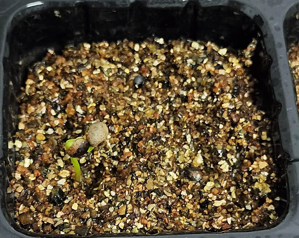 Bursera hindsiana (ブルセラ ヒンドシアナ)