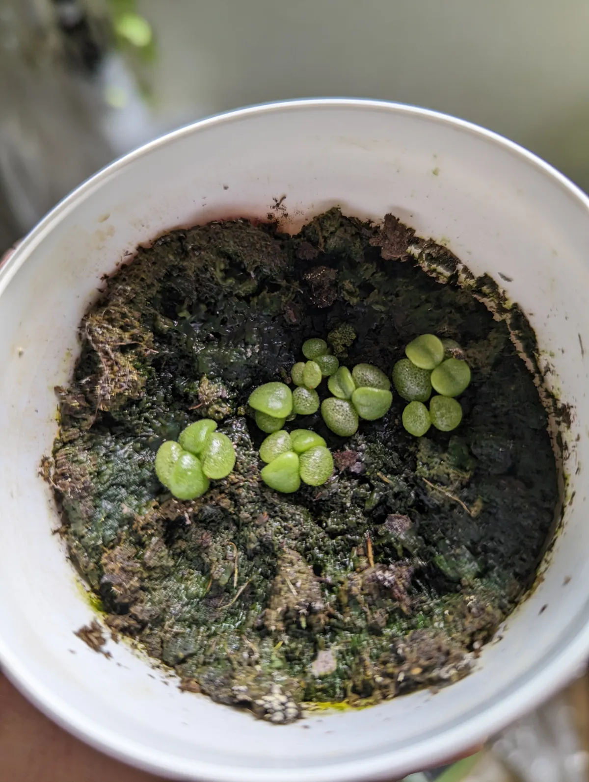 Tylecodon reticulatus (ティレコドン レティクラタス)
