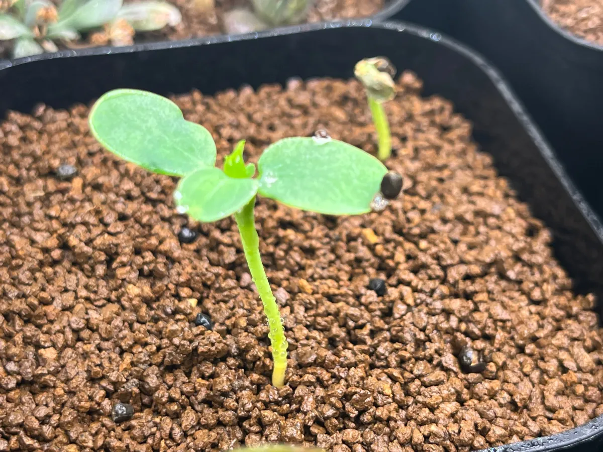 Euphorbia longetuberculosa (ユーフォルビア ロンギツベルクローサ)