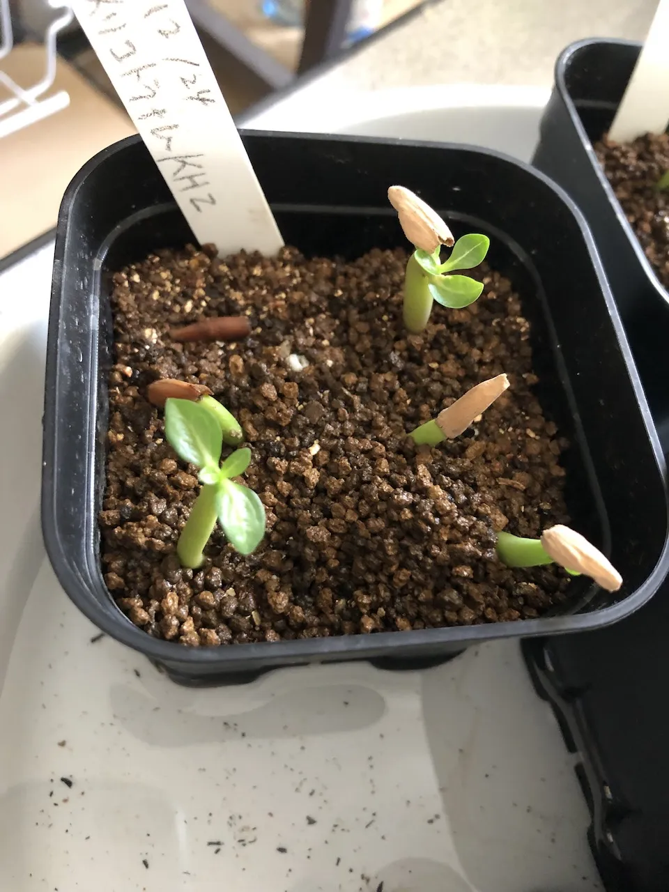 KHZ Adenium thai socotranum KHZ (アデニウム タイ ソコトラナム)