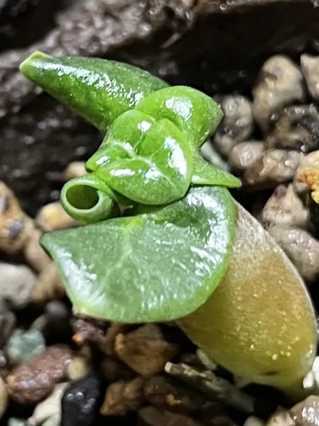 DHA PPL Adenium DHA PPL (アデニウム)