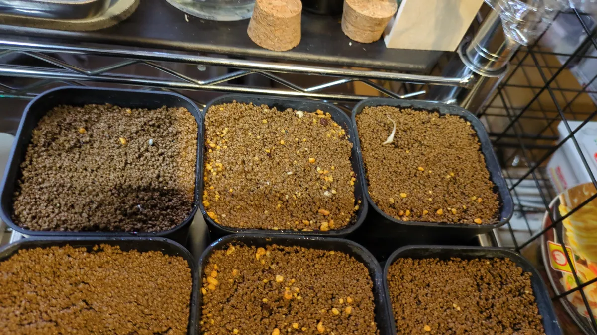 Dioscorea elephantipes Lot. (ディオスコレア エレファンティペス)