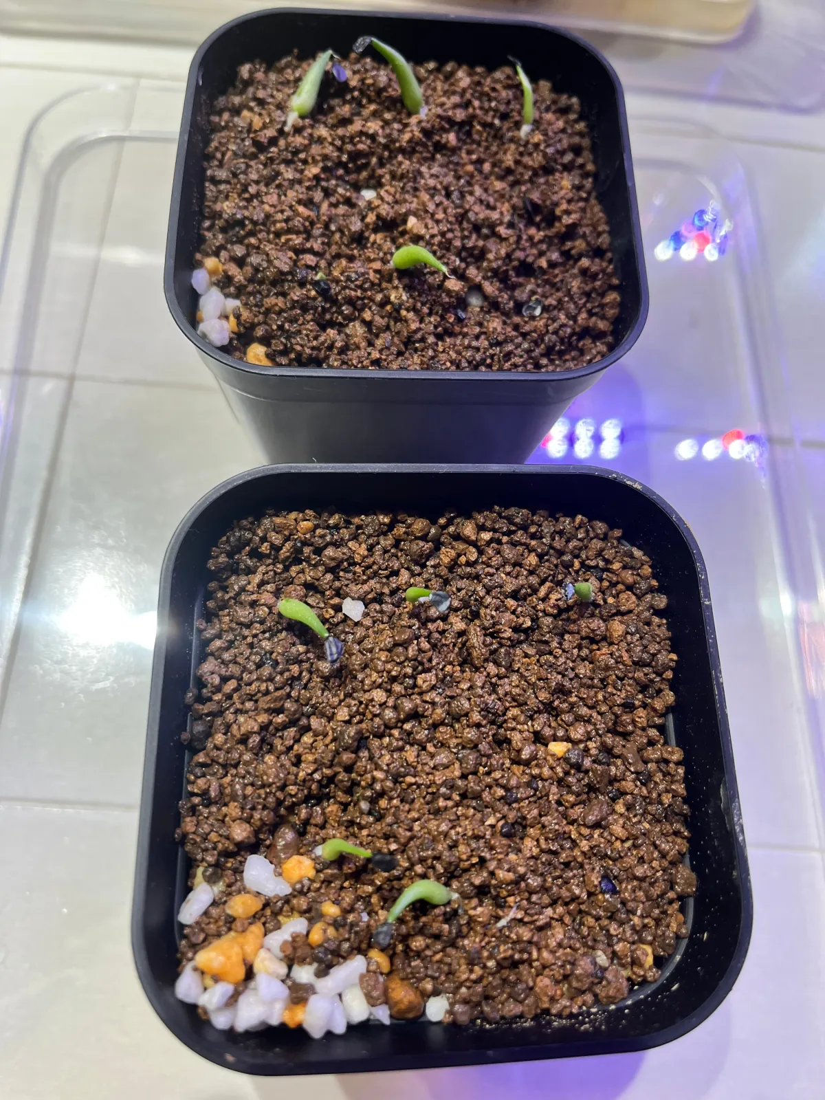 Agave victoriae-reginae ssp. victoriae-reginae (アガベ ビクトリアレジーナエ 笹の雪)