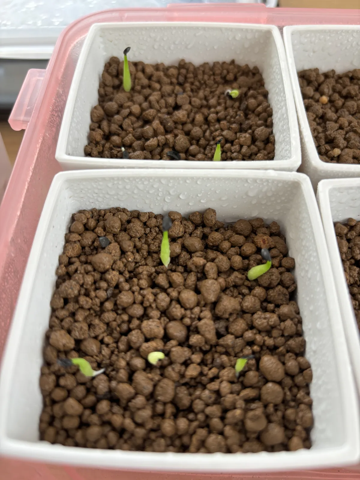 Agave victoriae-reginae var. compact (アガベ ビクトリアレジーナコンパクト)