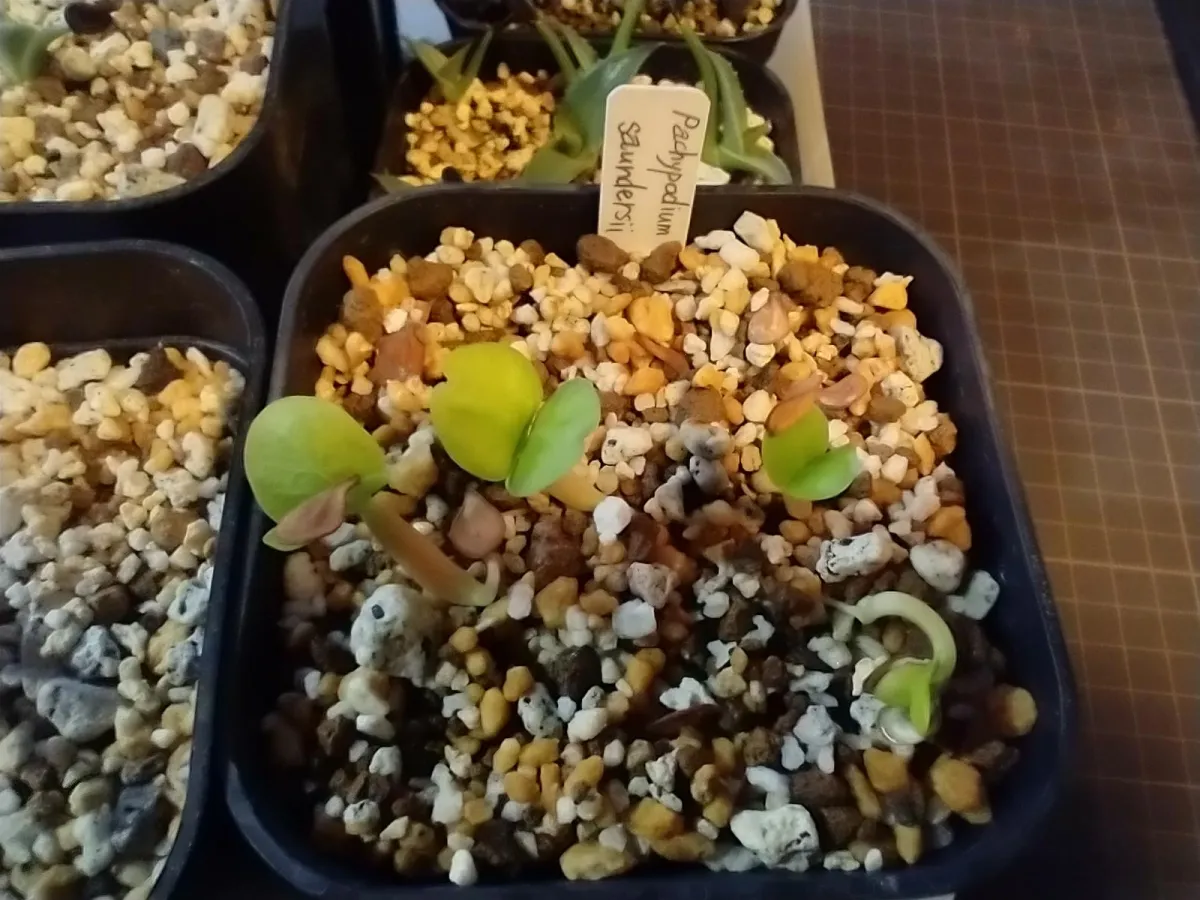 Pachypodium saundersii (パキポディウム サンデルシー)