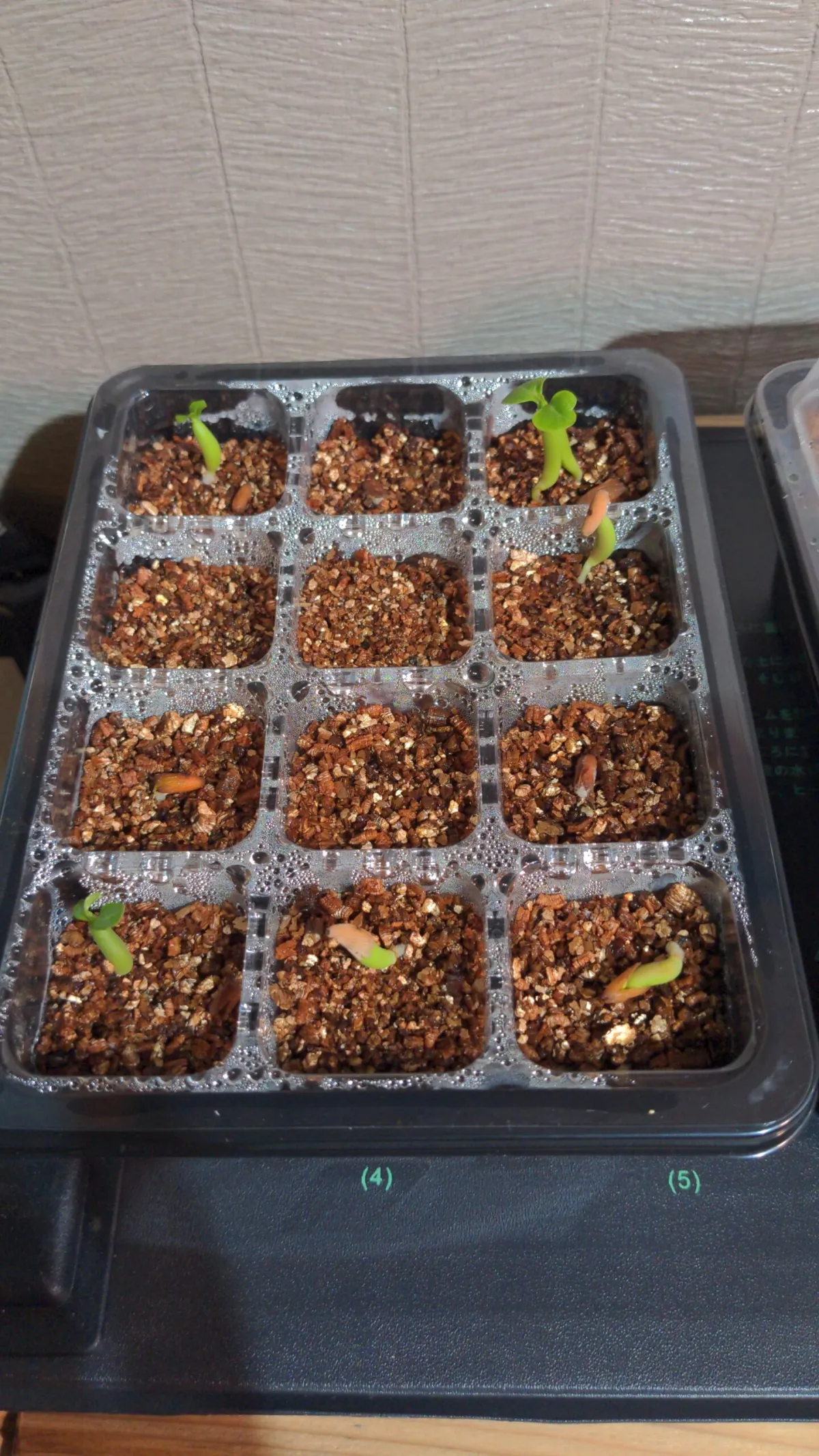 Adenium arabicum rachine (アデニウム アラビカム ラシニー)