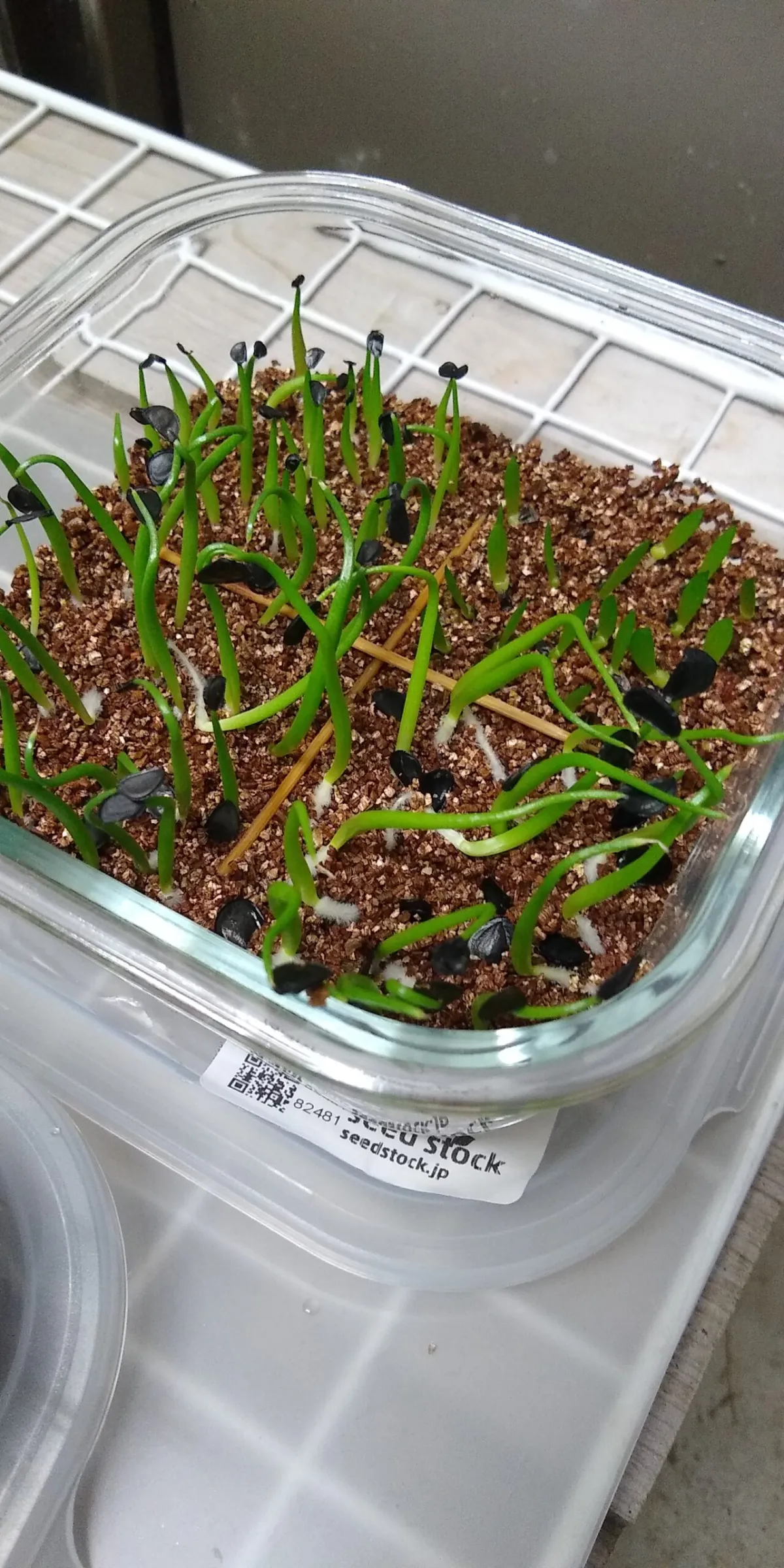 発芽率良好