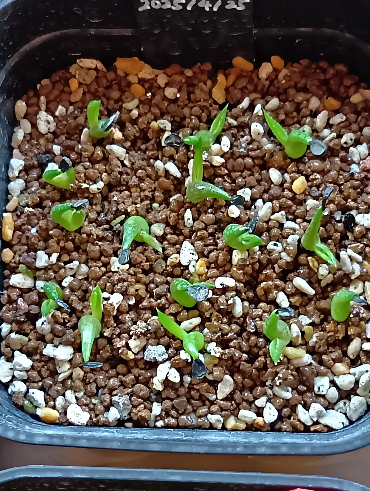 Agave oteroi Lot. (アガベ オテロイ)