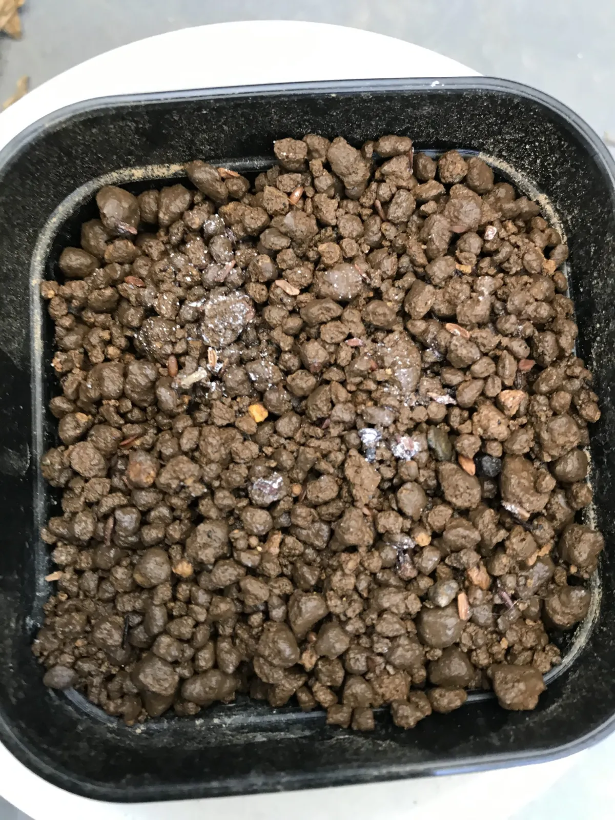 Pachypodium brevicaule ssp. brevicaule ([モニター種子] パキポディウム ブレビカウレ)