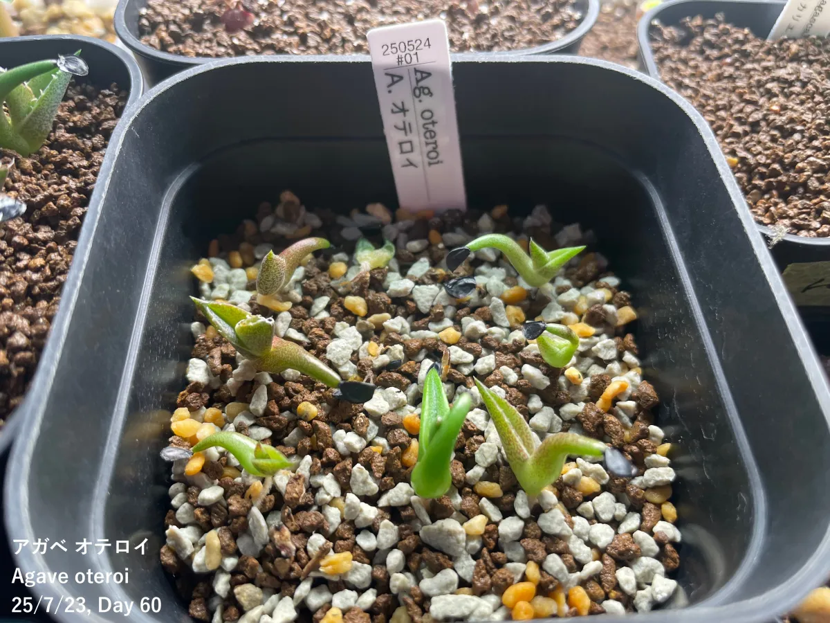 Agave oteroi Lot. (アガベ オテロイ)