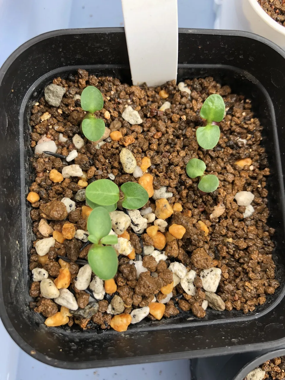 Pachypodium succulentum (パキポディウム サキュレンタム)