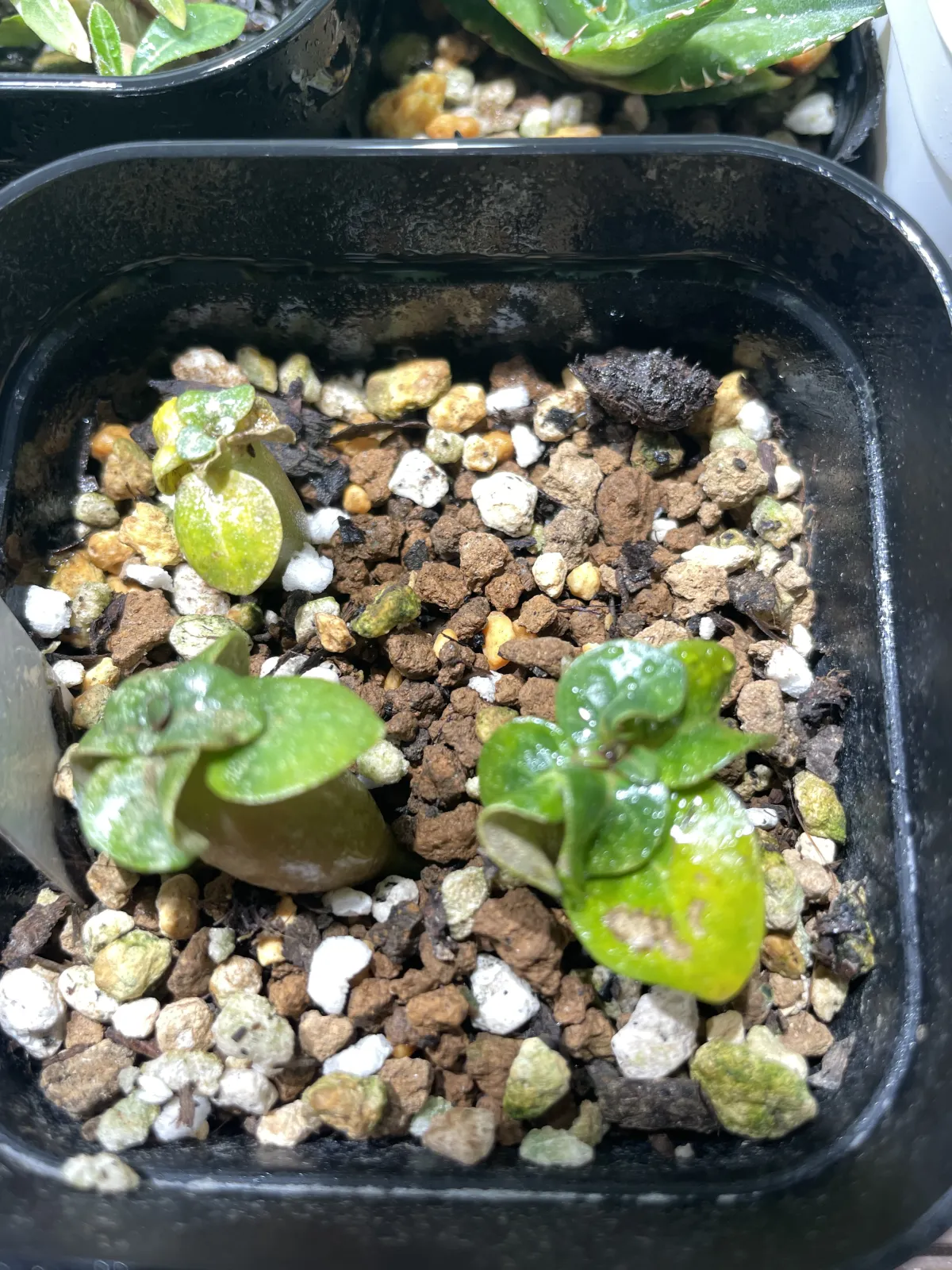 DHA Adenium thai socotranum DHA (アデニウム)